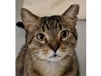 Adopt Charlie a Brown Tabby Domestic Shorthair (short coat) cat in West Palm