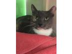 Adopt Ru a Calico or Dilute Calico Domestic Shorthair (short coat) cat in West