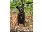 Adopt Tank a Black Labrador Retriever / Mixed dog in Portage, WI (37660238)