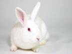 Adopt Marshmallow a White New Zealand / Mixed (short coat) rabbit in Kingston