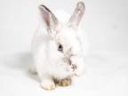 Adopt Peach a White Rex / Mini Rex / Mixed rabbit in Kingston, ON (33576313)