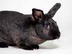 Adopt Dutch a Black American / Mixed (short coat) rabbit in Kingston