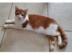 Adopt Frito a Orange or Red (Mostly) Domestic Shorthair (short coat) cat in Port