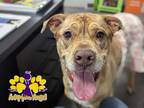 Adopt Rose Marie a Brown/Chocolate Mixed Breed (Large) / Mixed dog in