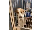 Adopt Gold a Hound (Unknown Type) / Mixed dog in Mineral, VA (37588477)