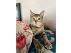 Adopt Caramel a Domestic Shorthair / Mixed (short coat) cat in Shreveport