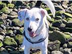 Adopt Spanky - Needs a new Foster! a White - with Black Jack Russell Terrier /