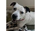 Adopt Petey a Staffordshire Bull Terrier / Mixed Breed (Medium) / Mixed dog in