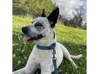 Adopt BOSCO a Pointer / Mixed dog in Marianna, FL (37584535)