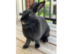 Adopt Rose a Black New Zealand / Mixed (short coat) rabbit in Tampa