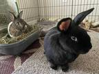 Adopt Mordecai / Tucci a Black American / Mixed (short coat) rabbit in Tampa