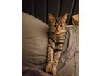 Adopt Sage a Domestic Shorthair / Mixed (short coat) cat in Fargo, ND (37608577)