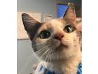 Adopt Patches a Domestic Shorthair / Mixed (short coat) cat in Henderson