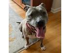 Adopt Blue a Brindle Pit Bull Terrier / Mixed dog in Riverwoods, IL (37355131)