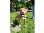 Adopt Blue bell a American Staffordshire Terrier / Mixed dog in Mobile