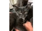 Adopt Onyx a Domestic Shorthair / Mixed (short coat) cat in Portland