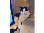 Adopt Nona a Spotted Tabby/Leopard Spotted Domestic Shorthair / Mixed cat in