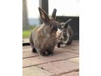 Adopt Hazel and Wren a Sable Dutch rabbit in Naples, FL (30532518)