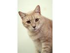 Adopt Oliver a Domestic Shorthair / Mixed (short coat) cat in Ft.
