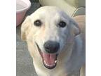 Adopt Peggi (Middle East, KP) a White Golden Retriever dog in Langley