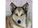 Adopt DENISE (Mid-East, yo) a Siberian Husky / Mixed dog in Langley