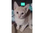 Adopt ACE a Domestic Shorthair (short coat) cat in Elgin, SC (37038424)
