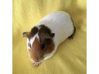 Adopt Subia ( Bonded to Shynelle) a White Guinea Pig small animal in Imperial