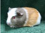 Adopt Shynelle ( Bonded to Subia) a White Guinea Pig small animal in Imperial