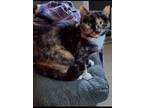 Adopt Little Girl a Calico / Mixed (short coat) cat in El Dorado, AR (34186963)