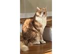 Adopt Tigger a Maine Coon / Mixed (short coat) cat in Meriden, CT (37807688)