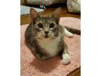 Adopt Siri a Gray, Blue or Silver Tabby Domestic Shorthair (short coat) cat in