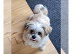 Shih Tzu DOG FOR ADOPTION RGADN-1175194 - Buddy - Shih Tzu Dog For Adoption