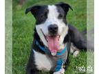 Labrador Retriever Mix DOG FOR ADOPTION RGADN-1173140 - Bandit - Labrador