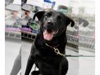 Labrador Retriever Mix DOG FOR ADOPTION RGADN-1173142 - Teddy - Labrador