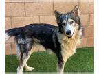 Alaskan Malamute Mix DOG FOR ADOPTION RGADN-1173144 - Lakota - Alaskan Malamute