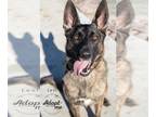 Mix DOG FOR ADOPTION RGADN-1173146 - Levi - Dutch Shepherd Dog For Adoption