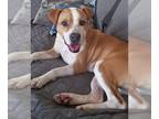 Boxer Mix DOG FOR ADOPTION RGADN-1173154 - Rosalie - Boxer / Mixed (short coat)