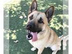 Akita-German Shepherd Dog Mix DOG FOR ADOPTION RGADN-1173161 - Sonny - Akita /