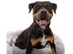 Rottweiler Mix DOG FOR ADOPTION RGADN-1173162 - Licorice - Rottweiler / Mixed