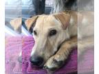 Jack Russell Terrier-Labrador Retriever Mix DOG FOR ADOPTION RGADN-1173168 -