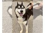 Siberian Husky DOG FOR ADOPTION RGADN-1173174 - Cosmos - Siberian Husky (medium