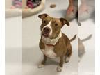 American Pit Bull Terrier DOG FOR ADOPTION RGADN-1173176 - 2401-0415 Saige (Off