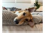 Labrador Retriever-Saluki Mix DOG FOR ADOPTION RGADN-1173185 - Rosie - Saluki /