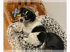 Rat Terrier Mix DOG FOR ADOPTION RGADN-1173186 - Artie - Rat Terrier / Mixed Dog