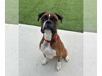 Boxer DOG FOR ADOPTION RGADN-1173202 - Cooper - Boxer (short coat) Dog For