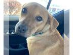 Labrador Retriever Mix DOG FOR ADOPTION RGADN-1173207 - CALLIE-Urgent Help