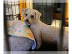 Bichon Frise DOG FOR ADOPTION RGADN-1173226 - Bonnie - Bichon Frise Dog For