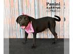 Labrador Retriever Mix DOG FOR ADOPTION RGADN-1173240 - PANINI - Labrador