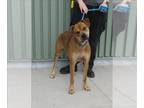 Chow Chow-Labrador Retriever Mix DOG FOR ADOPTION RGADN-1173241 - CAMPER -