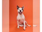 American Pit Bull Terrier Mix DOG FOR ADOPTION RGADN-1173250 - ROXY - Pit Bull